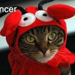 gato cáncer